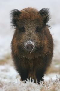 Polish wild boar ---- soooooooooo cute!!!!